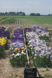 Hybriding Iris